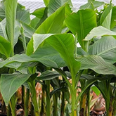 Granil Banana Fruit Live Plant (Home & Garden)